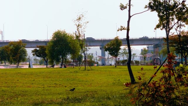 자동차들이 지나는 다리가 보이는 반포한강공원