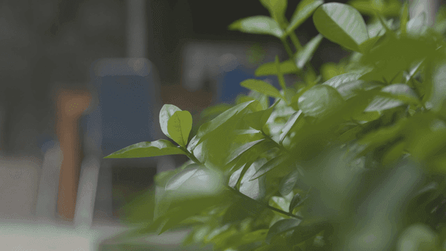 Silhouette of person cleaning and plant with green leaves