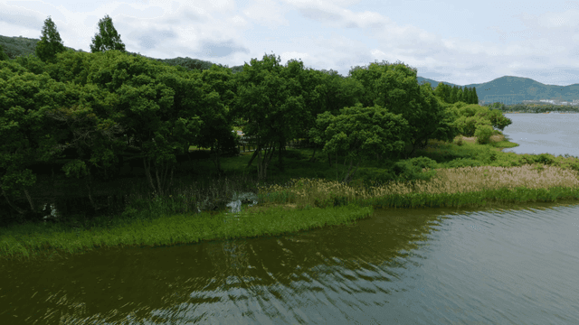 Lush green forest by a calm river