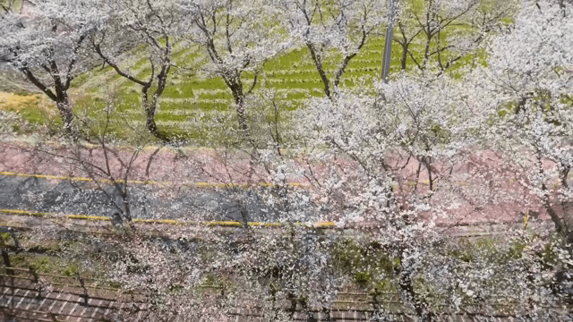 경치 좋은 길을 따라 핀 벚꽃