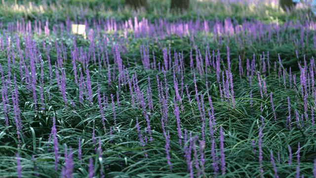 숲속에서 피어나는 보라색 꽃들