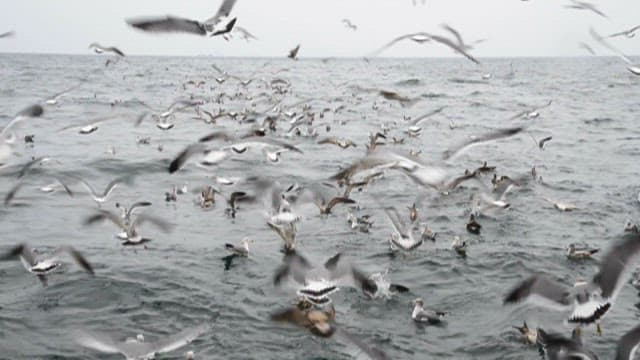 Flock of Seagulls Flying Over the Ocean