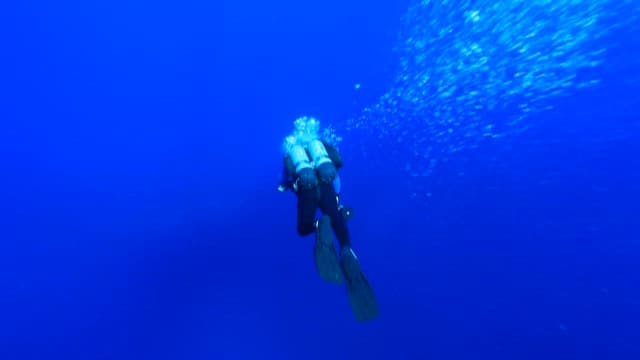 Diver swimming in the sea