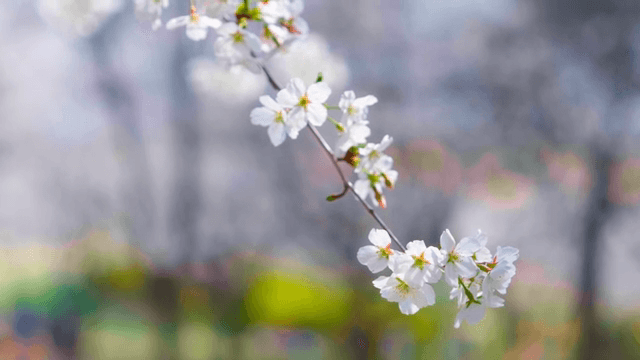 가지에 핀 벚꽃