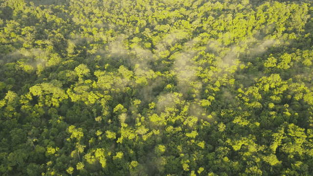 Blue forest shrouded in morning mist