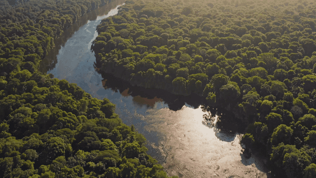 Winding river flowing through dense forest.
