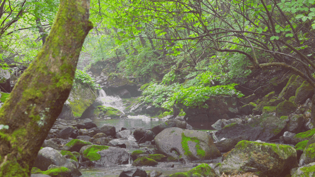 이끼 낀 바위가 있는 고요한 숲 속 개울