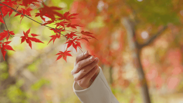 Hand gently holding red autumn leaf