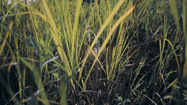 들판의 무성한 초록풀