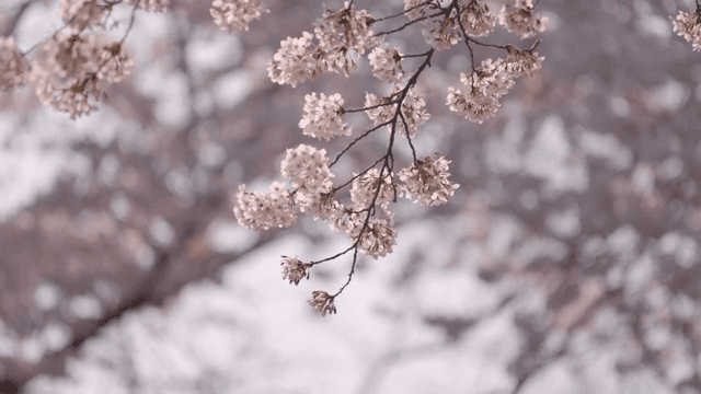 만개한 핑크빛 벚꽃