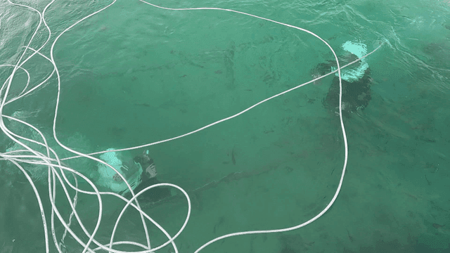 로프와 함께 수중을 잠수 중인 다이버들