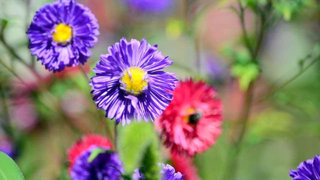 Vibrant Flowers Blooming in Sunlit Garden