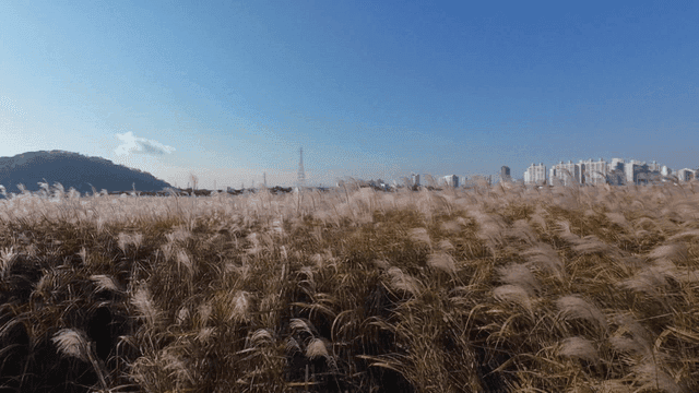 Reed field against backdrop of city skyline