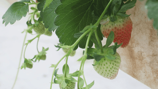 덩굴에서 익어가는 딸기