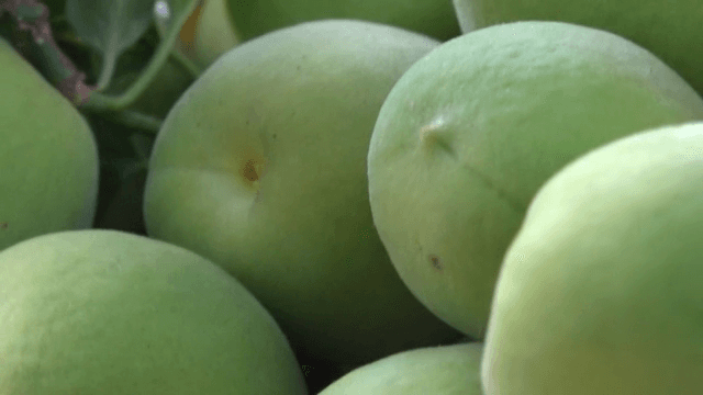 가지에 달린 녹색 매실의 근접 촬영