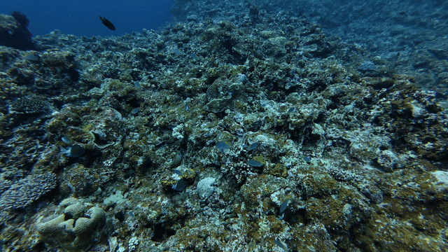 Vibrant coral reef full of fish
