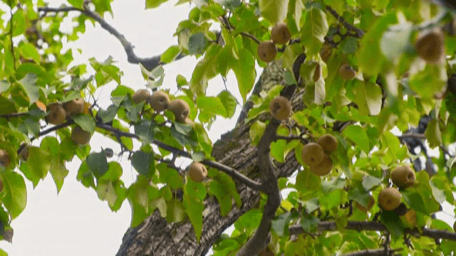 나무 가지에 매달린 배