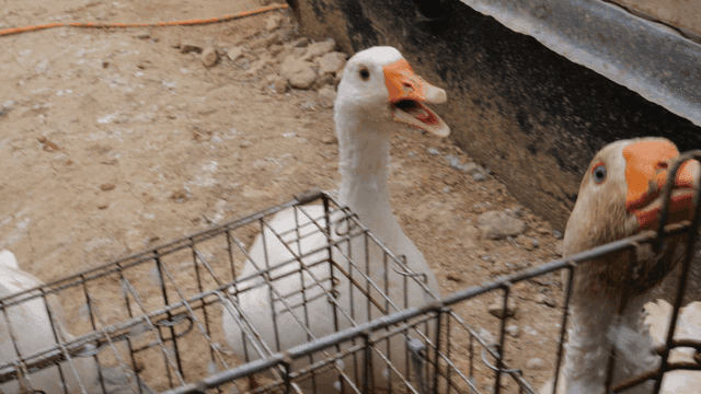 Geese in cage