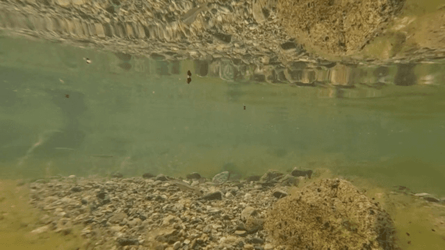 맑은 강에서 헤엄치는 작은 물고기