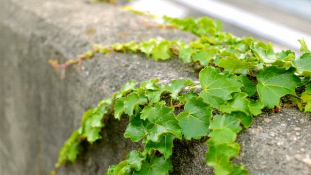 Green ivy growing on a concrete wall