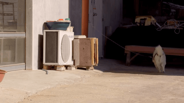 Curious dog barking out of its kennel