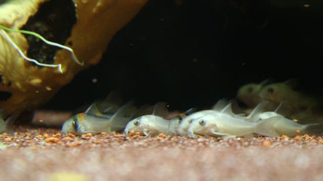 수족관 바닥에서 먹이를 먹는 작은 물고기들