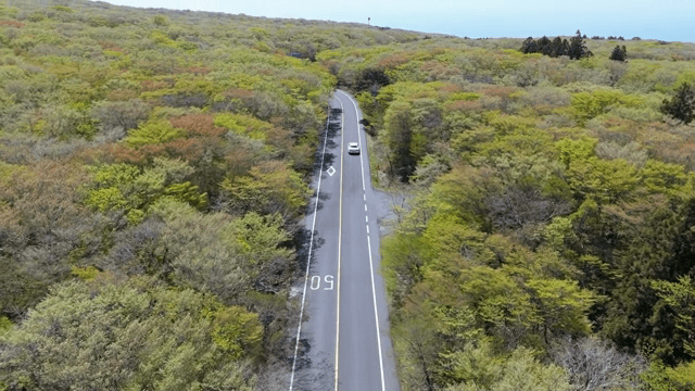 숲길을 달리는 자동차