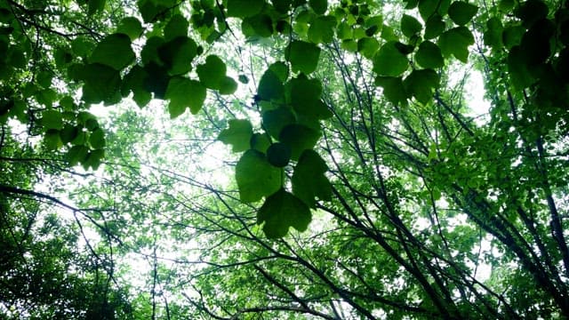 화창한 날 싱그러운 녹색 잎이 가득한 숲