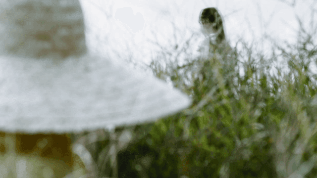 Man in straw hat watching girl hidden in field