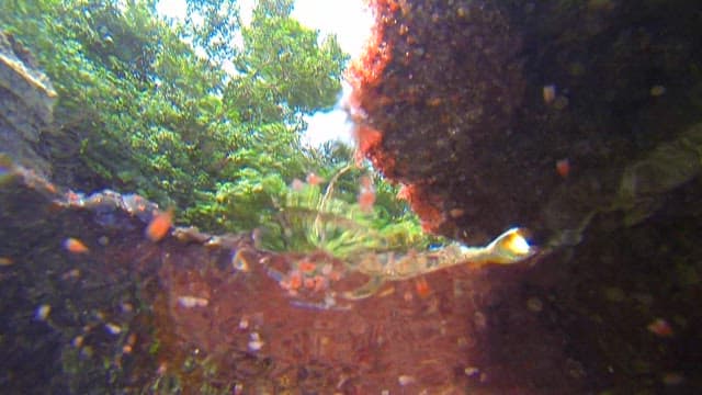 Small red crabs moving on the rock surface