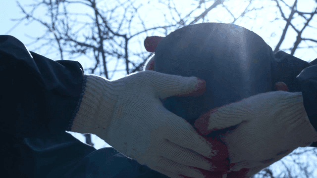 Gloved hands holding a tree branch