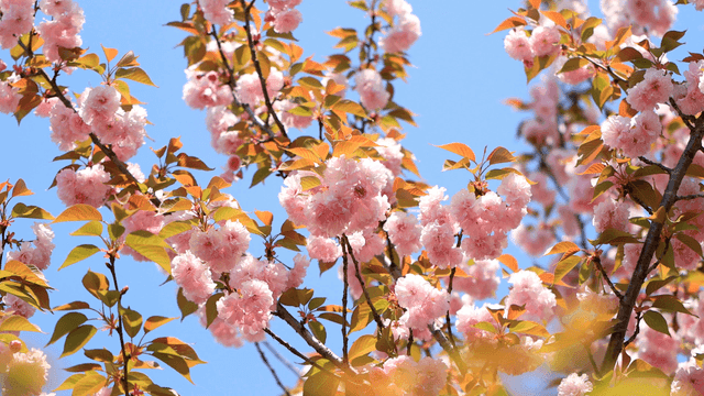 맑은 하늘 아래 피어난 벚꽃