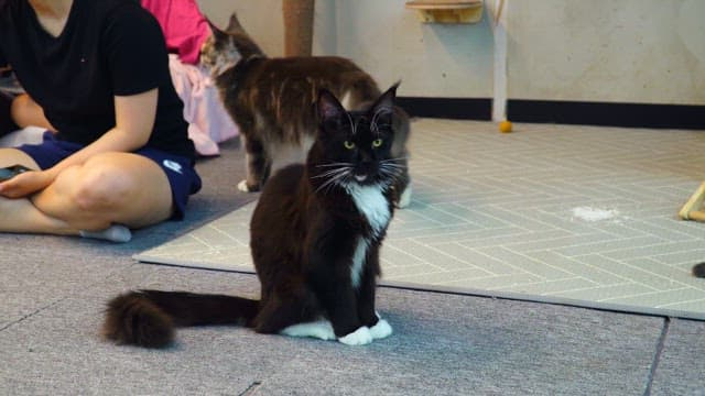 Black cat sitting next to people in cozy indoor environment