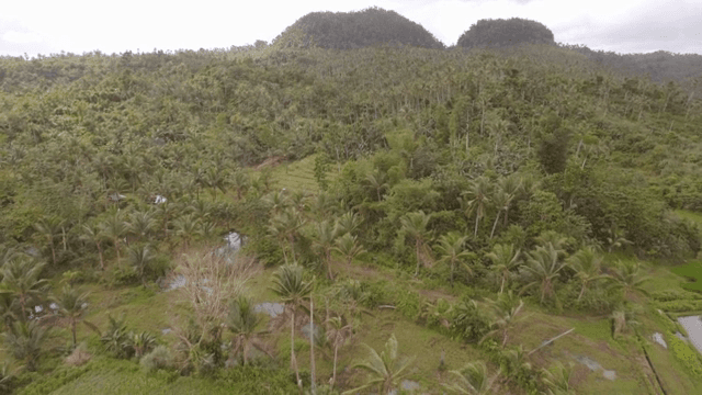 Lush green rice fields with palm trees
