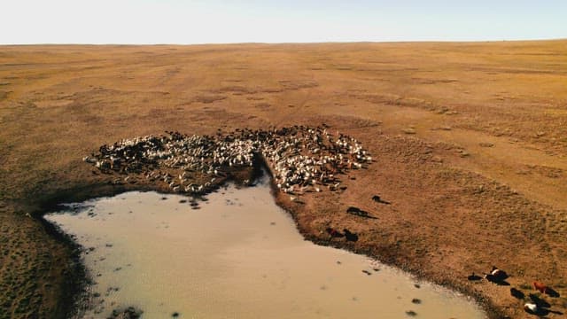 Flock of Sheep Grazing Near a Water Body