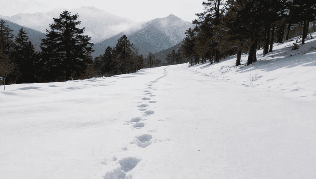 Snowy forest path with footprints