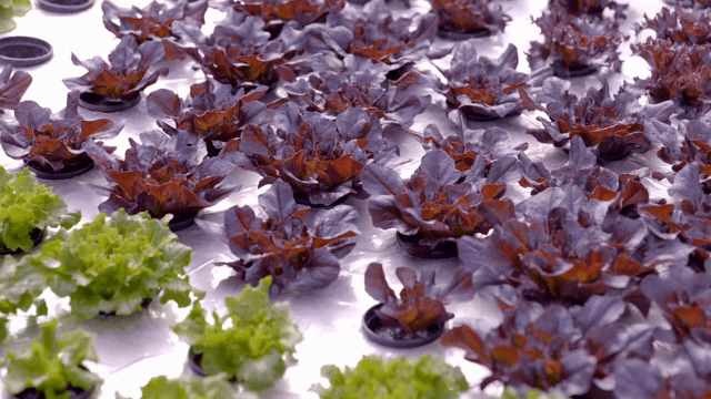 Green and purple lettuce growing in a greenhouse