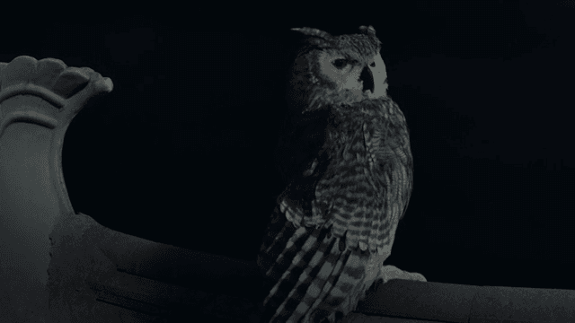 밤에 지붕 위에 앉아 있는 올빼미