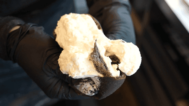 Cream-filled bread held by gloved hands