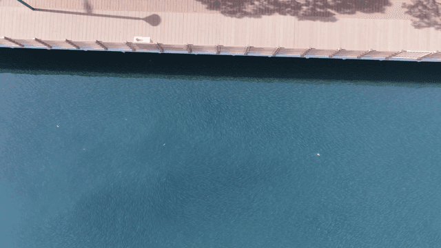 Riverside promenade teeming with fish
