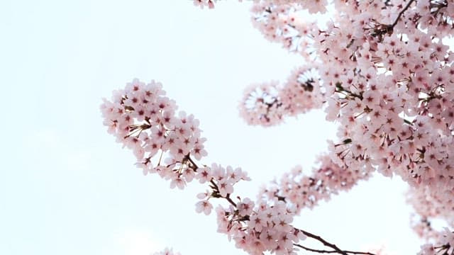 Cherry Blossoms Blooming in Daylight