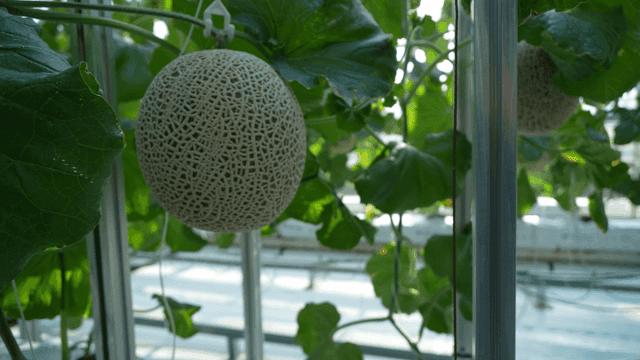 Melon hanging next to green leaves