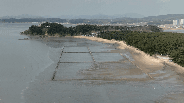 Coastal mudflat with neatly drawn lines