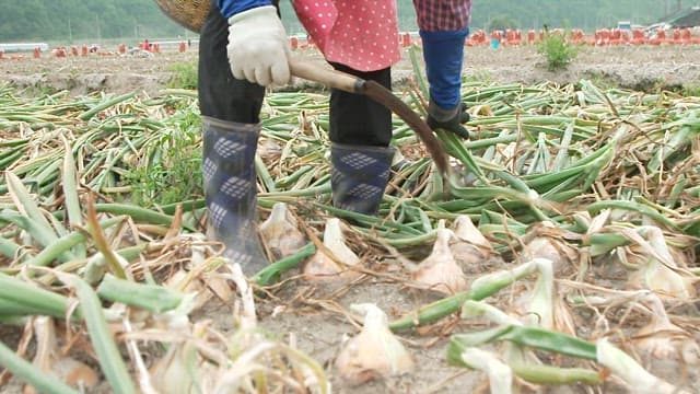 Harvesting Onion in a Rural Field in the Afternoon