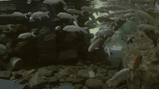 Fish swimming in a rocky aquarium