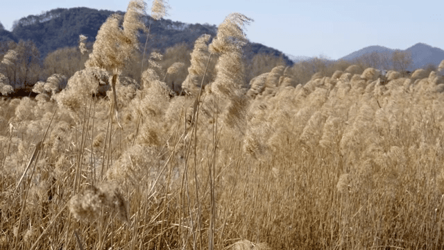 Field of tall reeds swaying in the wind