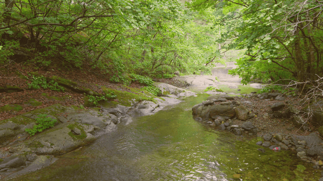 바위가 있는 고요한 숲 속 계곡
