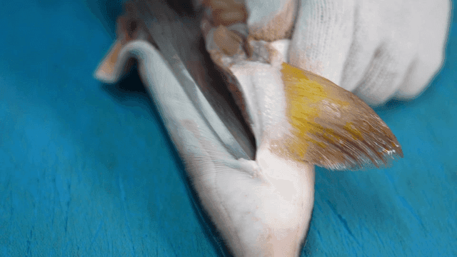 Pufferfish being prepared on cutting board
