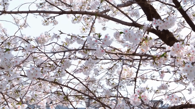 가지에 만개한 벚꽃