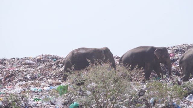 Elephant walking amidst a trash-filled area